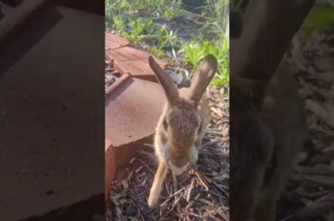 Watch This Little Explorer Roam Free!