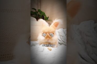 Cute Baby Bunny #rabbit #animals #lovestory #shortsfeed #asmr