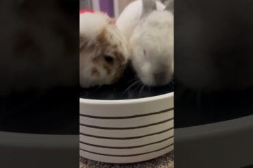 Cute bunnies drinking #bunny #bunnylife #adorable #cutebunny #rabbit #love #thirsty #cute