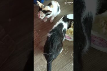 #cute #rabbit #pets #shortsvid