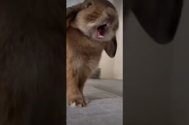 #cute #bunny #pets #shorts