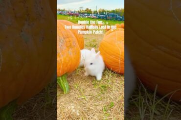 Double the Fun:Bunnies Lost in the Pumpkin Patch Maze!