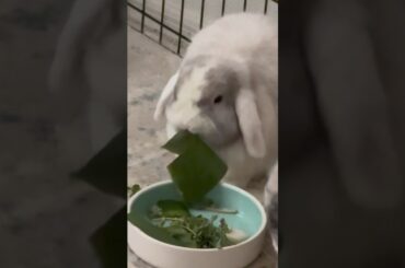 Bunny enjoying banana leaves #bunny #rabbit #cute #bunnies #shorts
