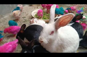 Baby rabbits growing too fast! OMG | Cute Bunny eating with their Mother and Baby Chicken 790