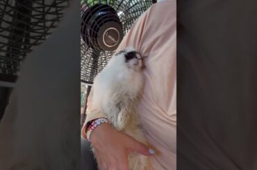 Bunny Found Abandoned In A Park | The Dodo