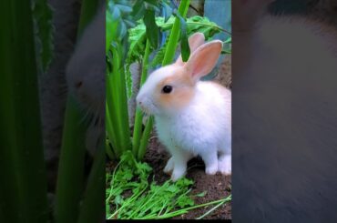 Cute Rabbit #shorts