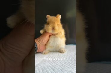 Is bunny eats lemon ?#cute #rabbit #eating #pets Cute pet debut plan.