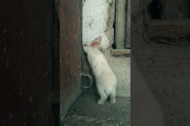 The rabbit explores everything around it. #rabbits #cuterabbit