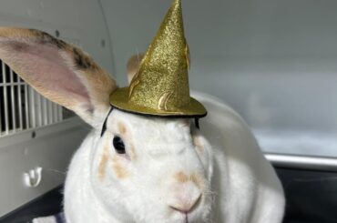 My dramatic cotton ball decided to have a medical emergency the day before my wedding