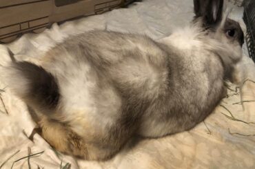 why does my rabbit bending like this?