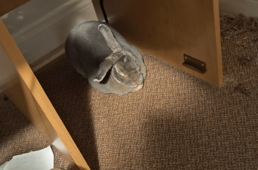 Ellie has decided to be a loaf