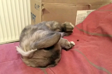 Miscalculated the comfy position