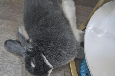 either he's just lazy or tired.