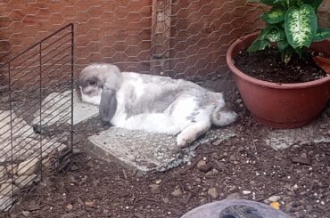 Comfy dirt bed / rock pillow 👌🏻