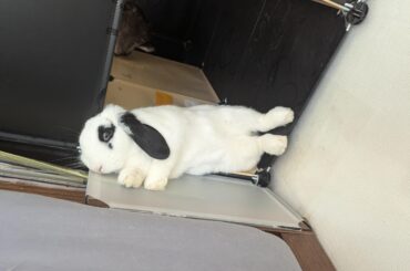 Tewi's sense of comfort is... Questionable