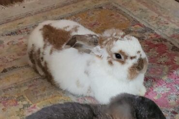 i wonder why they like to stay on the carpets.