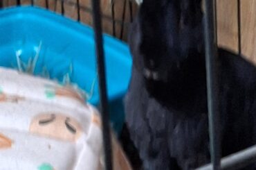 Hera doing a blurry stand