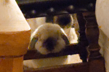 Susan's favourite stool, she regularly naps like this