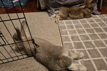 They're both comfy, but one is buncomfortable.