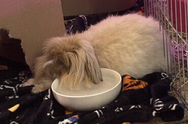 Her favorite place to nap