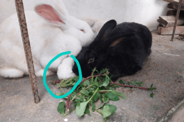 He wants snuggles, they want to eat.