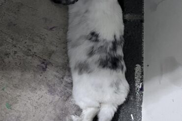 Dirty bun, but hey whatever makes him comfy. Oh yeah and  the pawfeet are never fully sprawled…