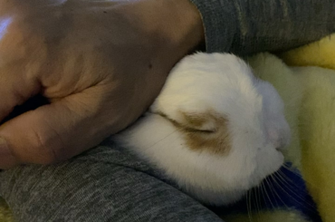 This is not a picture - Mochi napping with my dad again