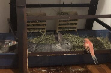 My boy, you don’t snooze in the same place you poo