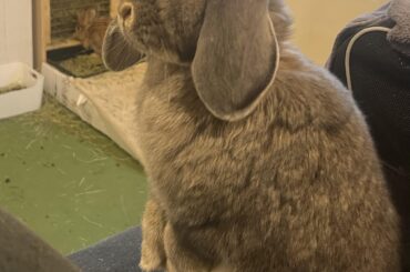 Thelma taking a stand on the couch!