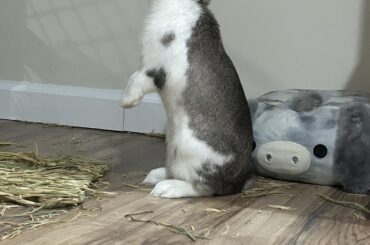 He’s observing his mess