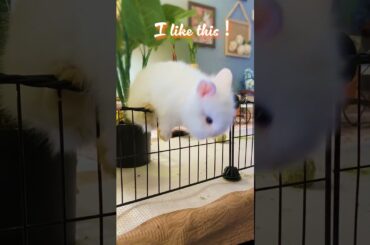 Cutest Moments of Bunnies - Episode 25  #rabbit#bunny #babybunny#funnyvideo