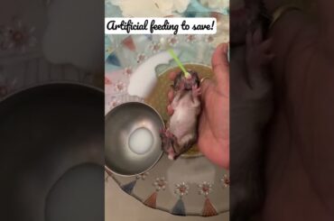 How do I feed a newborn rabbit?#save#artificialfeeding#bunny#baby#rabbitcare