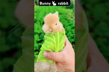 Rabbit is eating cabbage leaf #bunnies #rabbitt #cuteanimal #cute #rabbitfood #cuterabbit #bunny