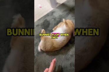 Bunnies flopping SECRET !?
