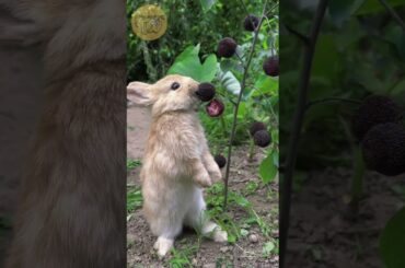 Cute bunny eating #cute #bunnybaby #bunnystagram #bunniesoftheworld #bunnies