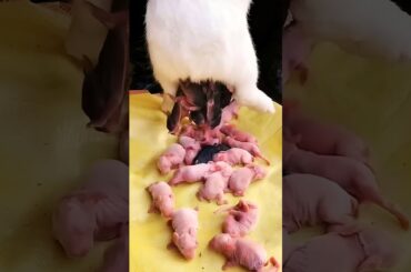 Baby Rabbit 1 To 21 Days | Cute rabbits grow up #shorts #animals