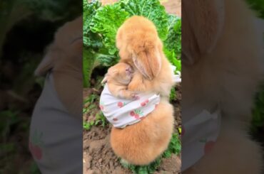 cute bunny #dog #sukenpet #rabbit