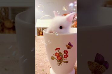 Cute Bunny in Bubble