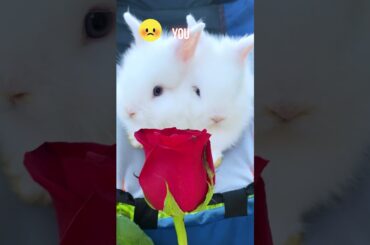 Cutest Moments of Bunnies - Episode 26 #rabbit#bunny #babybunny#funnyvideo