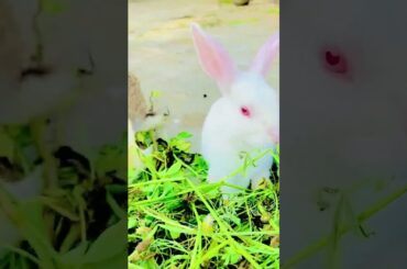 Rabbits short video | short video | cute rabbit babies #music #live #rabbit #rabbits #rabbitsbaby