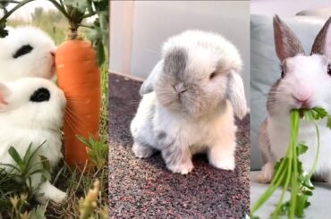 The CUTEST BUNNY RABBITS on the Internet 2023 | Easter Bunnies TikTok Compilation #3
