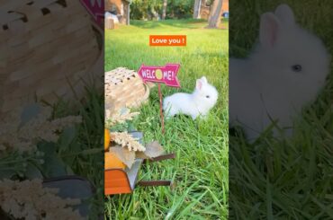 Sweet Bunny  - Bestie You're Amazing! #funnyvideo #funnybunny #cute bunny