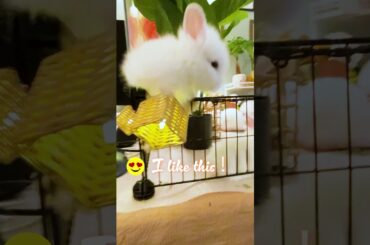 Cutest Moments of Bunnies - Episode 27  #rabbit#bunny #babybunny#funnyvideo