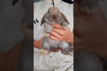 Holland Lop Rabbit #hollandlop #rabbitdance #kelincihias #cuterabbit #rabbitshorts #shortvideo #apt