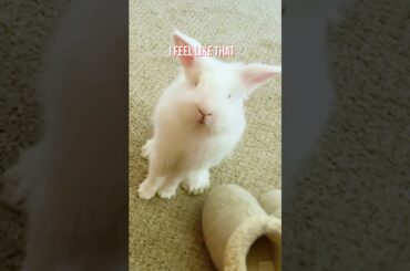 Poor Bunny - Nobody wanna be your friend #funnyvideo #funnybunny #cute bunny #