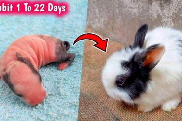 A Cute Baby Rabbit Growing Up - 1 To 22 Days Growth Day By Day