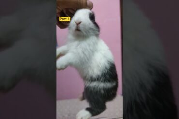 Cute Bunny Dance on Tamatar Song #bunny #khargosh #rabbit #pets #shortsviral #ytshort #animal