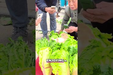 Cute Bunny's lunch gets Interrupted!