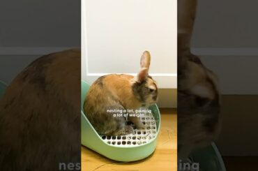 Woman Rescues A Bunny And Later Gets The Greatest Surprise | The Dodo