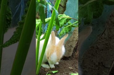 Cute Rabbit  // Shorts / #shorts